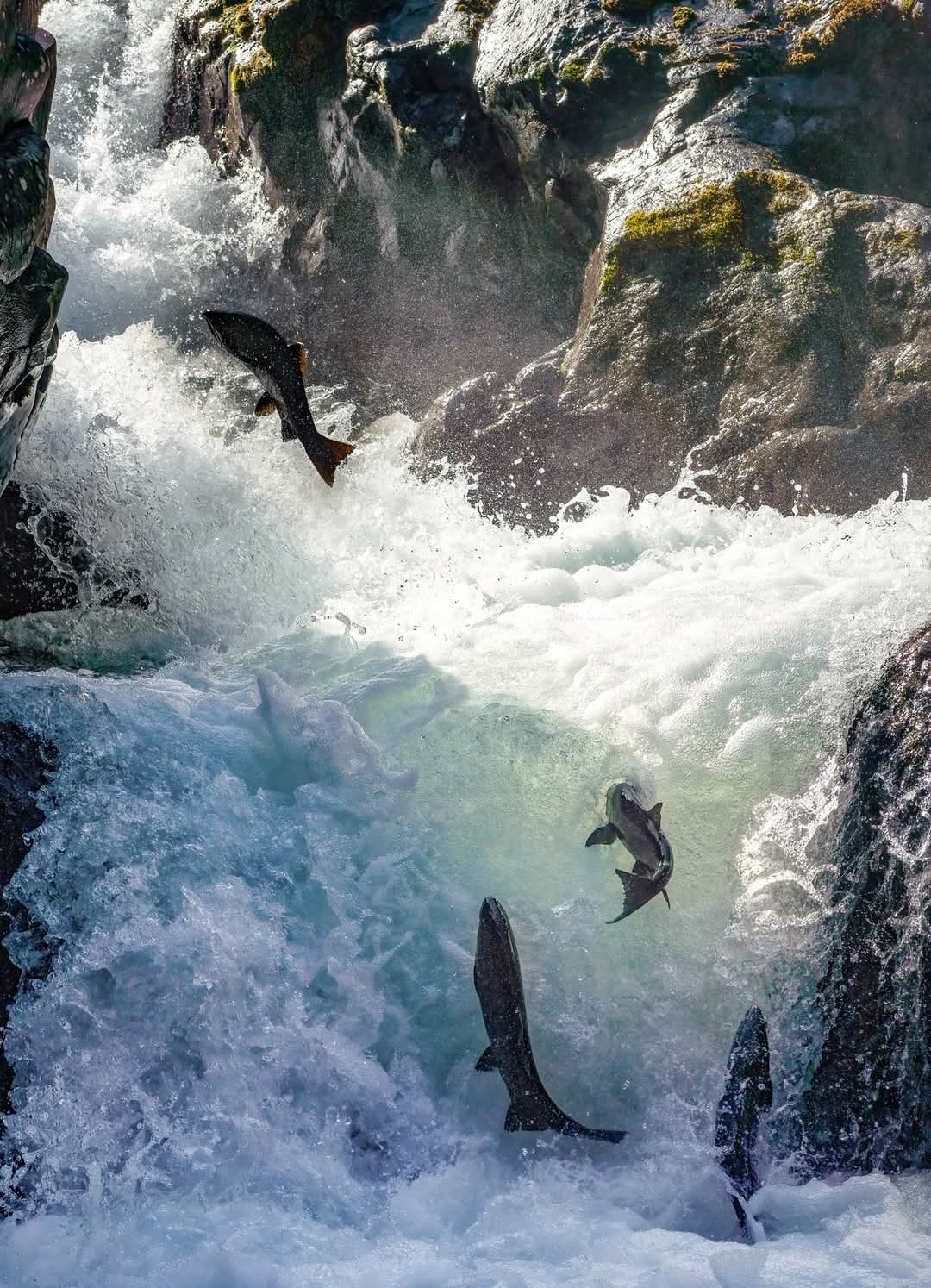 Sol Duc Salmon Jumping