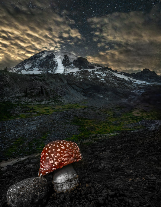 Rainier Mushroom