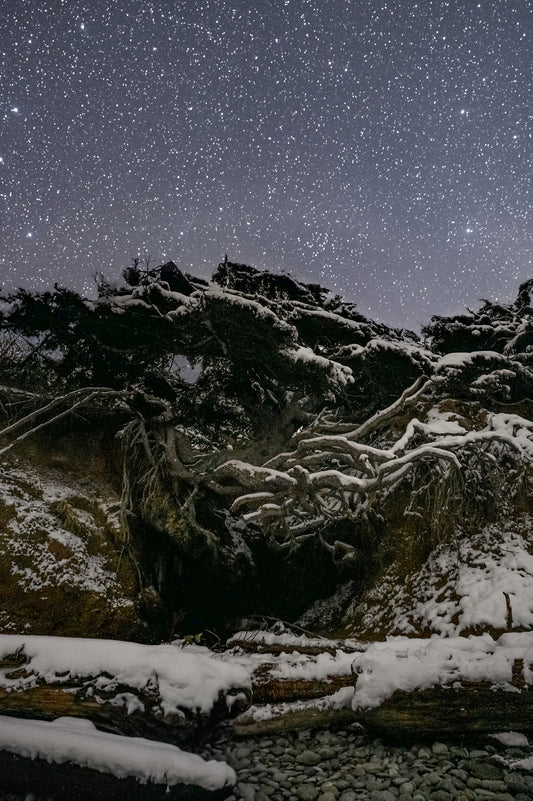 Tree of Life Snow