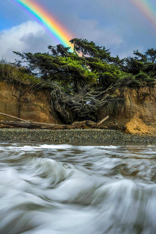Tree of life rainbow