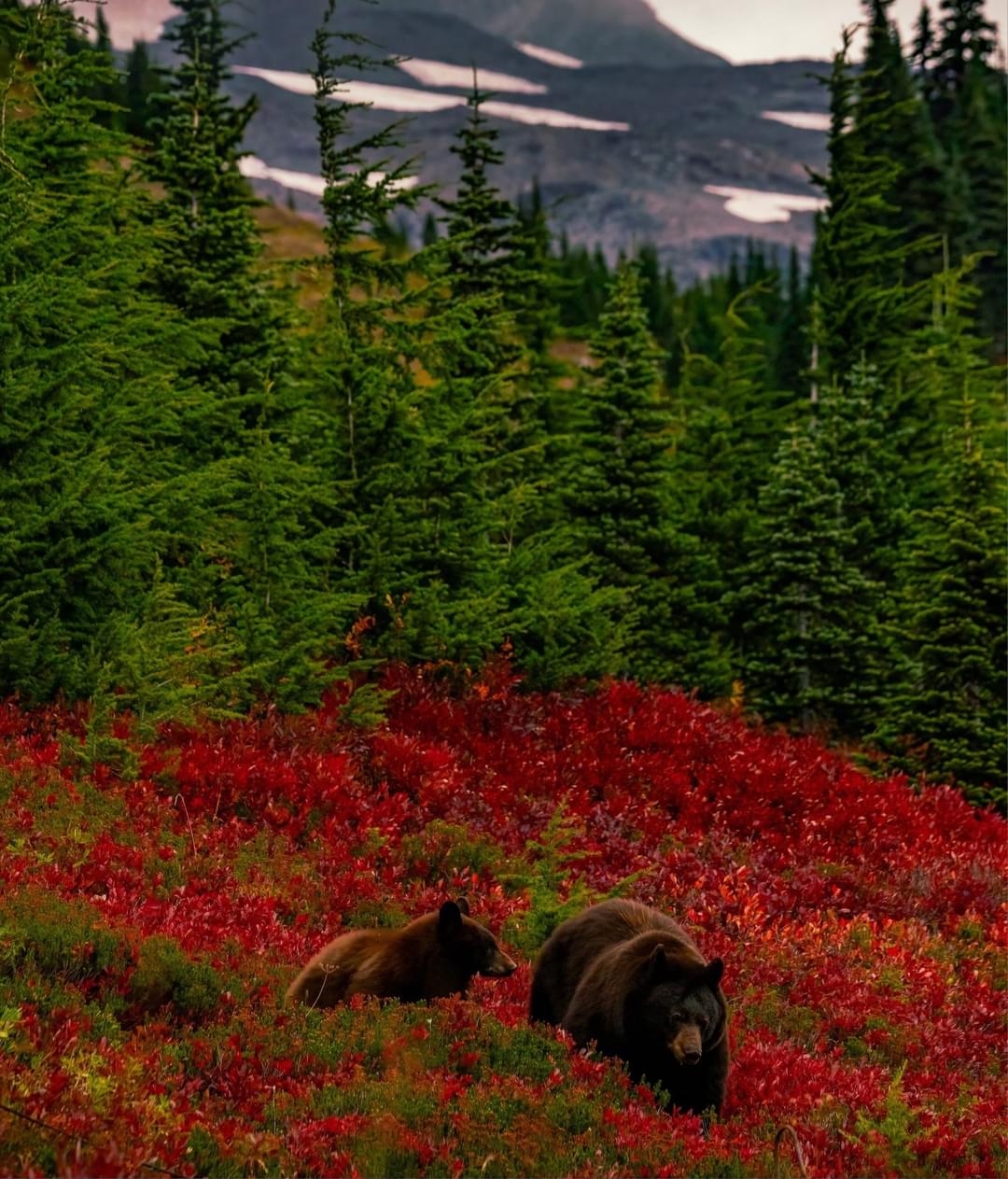 Bears in fall
