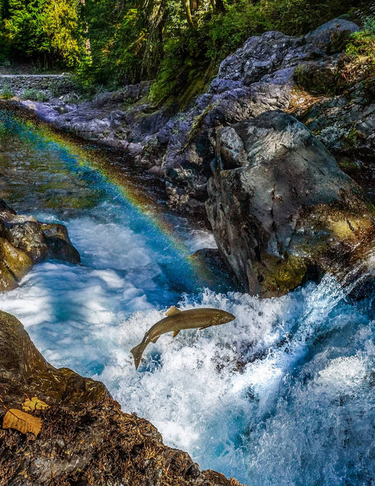 Salmon Cascades
