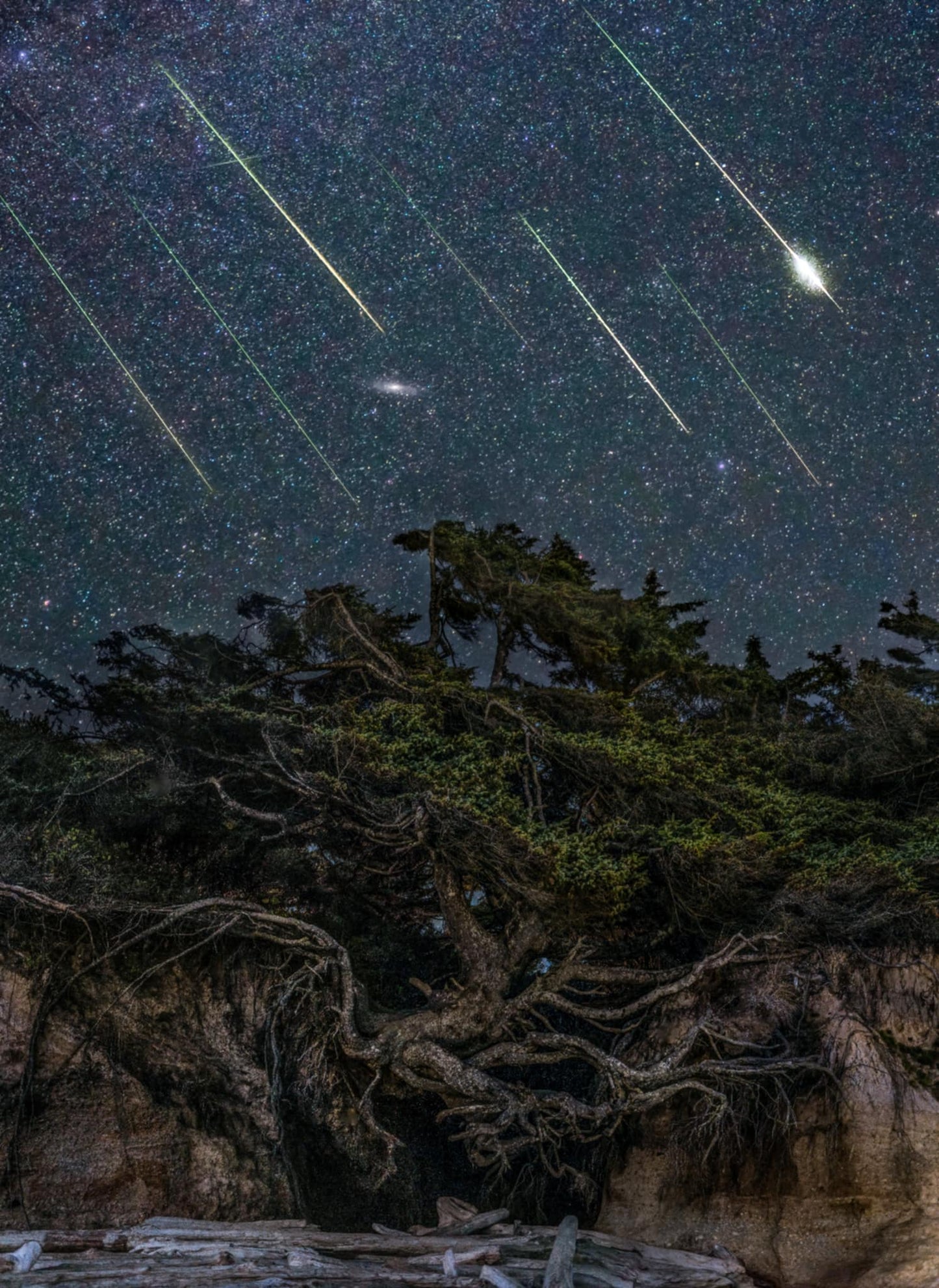 Tree of life meteor shower