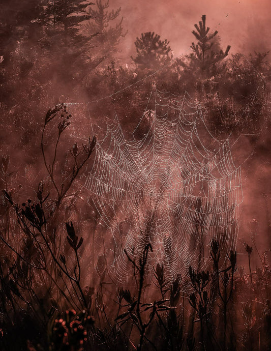 Forest Spiderweb