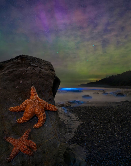 Starfish Nights